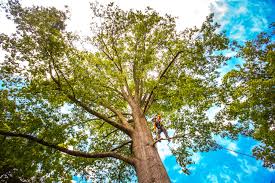 Best Tree Maintenance Programs  in Sage, CA