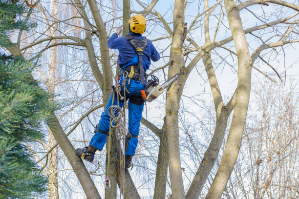 Trusted Sage, CA Tree Care Experts