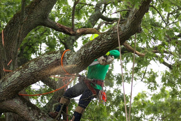 Best Emergency Tree Removal  in Sage, CA